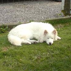 Samojedhund Mickey