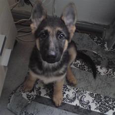 Schæferhund Alderslyst Xandra (Chili)