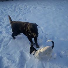 Labrador retriever Nunu