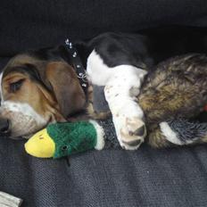 Basset hound Brutalis