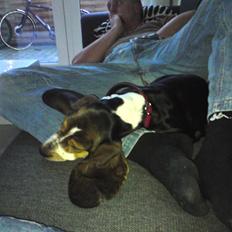 Basset hound Brutalis