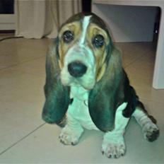 Basset hound Brutalis