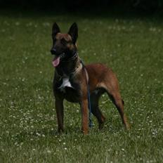 Malinois loke