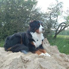 Berner sennenhund Faviteas Svante
