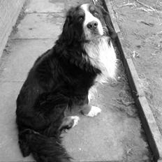 Berner sennenhund Faviteas Svante