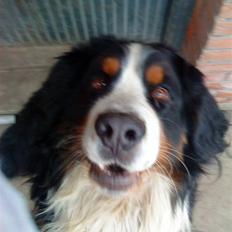 Berner sennenhund Faviteas Svante