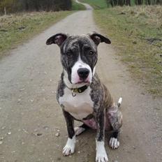 Amerikansk staffordshire terrier coda
