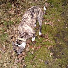 Amerikansk staffordshire terrier coda