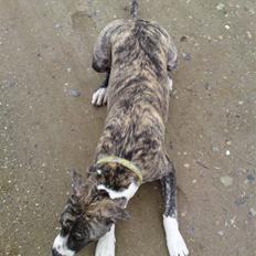 Amerikansk staffordshire terrier coda