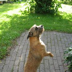 Border terrier Konghans ¤ Elsker dig ¤  