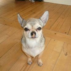 Chihuahua Hamlet