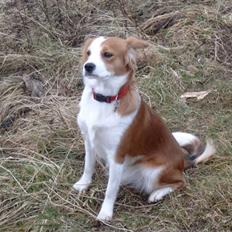 Blanding af racer Lucky