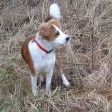 Blanding af racer Lucky