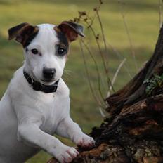 Jack russell terrier Fritta