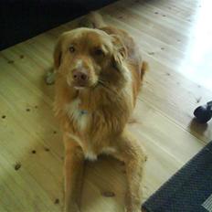 Nova scotia duck tolling retriever Anton