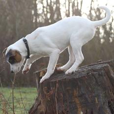 Jack russell terrier Fritta