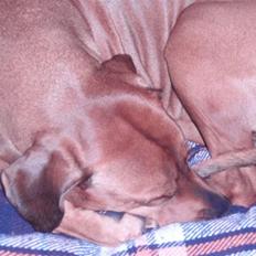 Rhodesian ridgeback Tessa