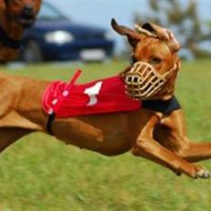 Rhodesian ridgeback Tessa