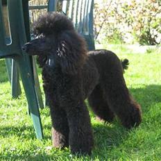 Mellempuddel Betty - har skiftet ejer