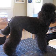 Mellempuddel Betty - har skiftet ejer