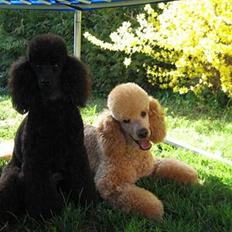 Mellempuddel Betty - har skiftet ejer