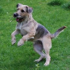 Blanding af racer Futte 