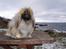 Pekingeser "Mo-Li-Shou" - Nyder udsigten!   Efterår 2008.