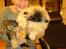 Pekingeser "Mo-Li-Shou" - Her er jeg 4 mdr. gammel og lige ankommet til Danmark.