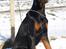 Dobermann Bandit *R.I.P*