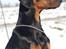 Dobermann Bandit *R.I.P*