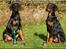 Dobermann Bandit *R.I.P* - Mig og min bror Baron