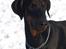 Dobermann Bandit *R.I.P*