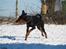 Dobermann Bandit *R.I.P*