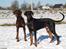 Dobermann Bandit *R.I.P* - Min bror Bailey og jeg