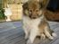Shetland sheepdog Palmestranden's Citha