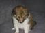 Shetland sheepdog Palmestranden's Citha