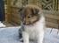 Shetland sheepdog Palmestranden's Citha