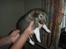 Shetland sheepdog Palmestranden's Citha