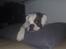 Boxer Hilmer