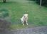 Labrador retriever Gismo