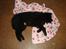 Groenendael Team-Ami Naughty Blue  - 11½ ugee