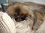 Pekingeser "Mo-Li-Shou" - Ta´r lige en slapper!