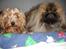 Pekingeser "Mo-Li-Shou" - Hygger med min sambo "Nova", hun er en Yorkshire Terrier.