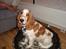 Cocker spaniel Sofus