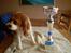 Cavalier king charles spaniel Cavasole's Fie - Fie´s sidste udstilling hvor hun fik sit sidste cert - nu er hun Dansk Champion 