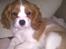Cavalier king charles spaniel Cavasole's Fie - Fie endelig i afslappende stilling