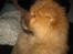 Chow chow Stagebo's X-Factor(Magnus