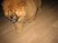 Chow chow Stagebo's X-Factor(Magnus - hehe, ja det er svært at få ham til at stå stille !