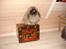 Pekingeser "Mo-Li-Shou" - Sidder på en kinesisk box med billede af Foo-hunden - som menes at være Pekingeserens old-gamle forfader -  . Mons tro vi stadig ligner hinanden?            
