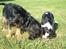 Cavalier king charles spaniel Daisy